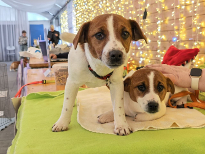 Бэби-бум на Привале.